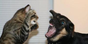 娱乐吃瓜酱狗狗打猫咪  第2张